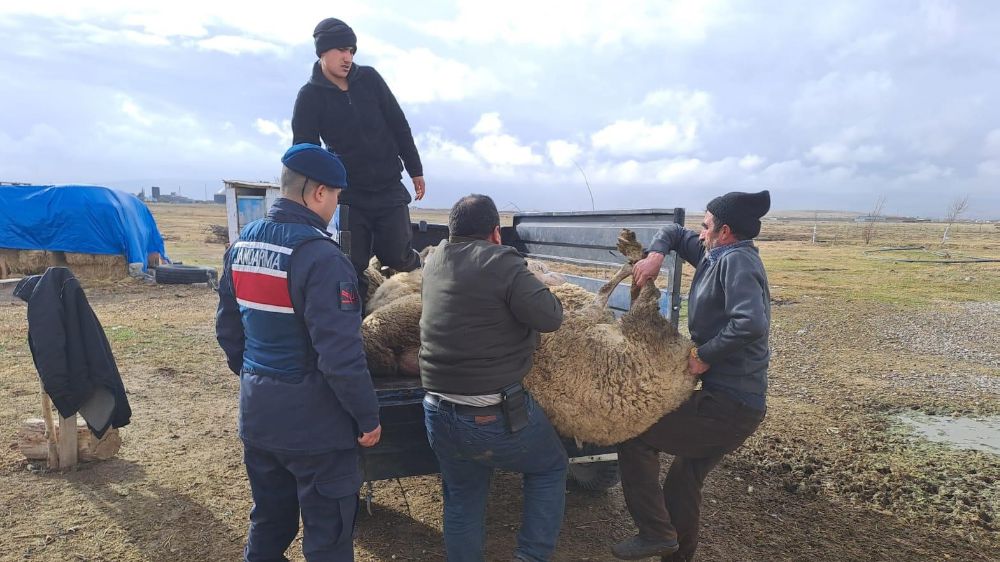 Afyonkarahisar'da komşusunun arazide otlayan koyunlarını çaldı