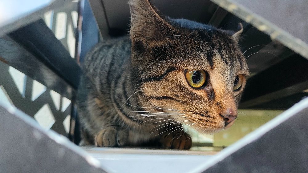 Antalya'da mamaya ulaşmaya çalışırken klima üniteleri arasında mahsur kalan kedi kurtarıldı