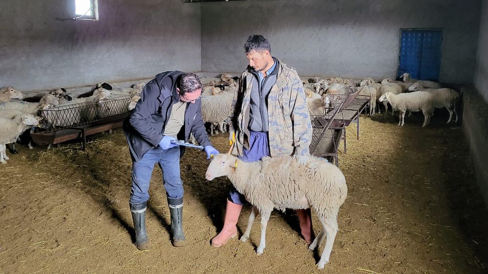 Bayat’ta anaç koyun tespit ve aşılaması çalışması yapıldı