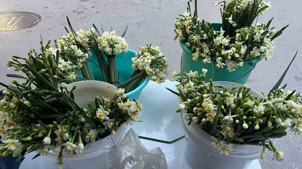 Doğadan gelen nergis çiçeği Sinop'ta satışta