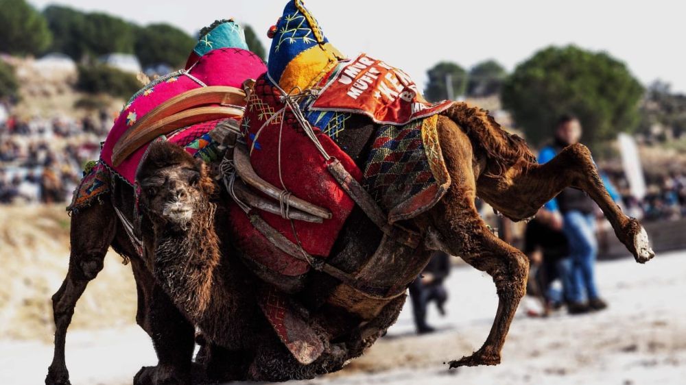 İncirliova deve güreşi tarihi öne alındı
