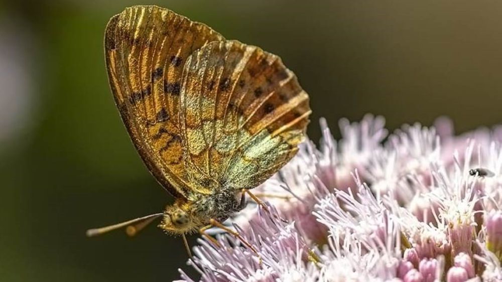 Akdağ'ın Muhteşem Doğası ve Kelebekleri Ziyaretçileri Büyülüyor