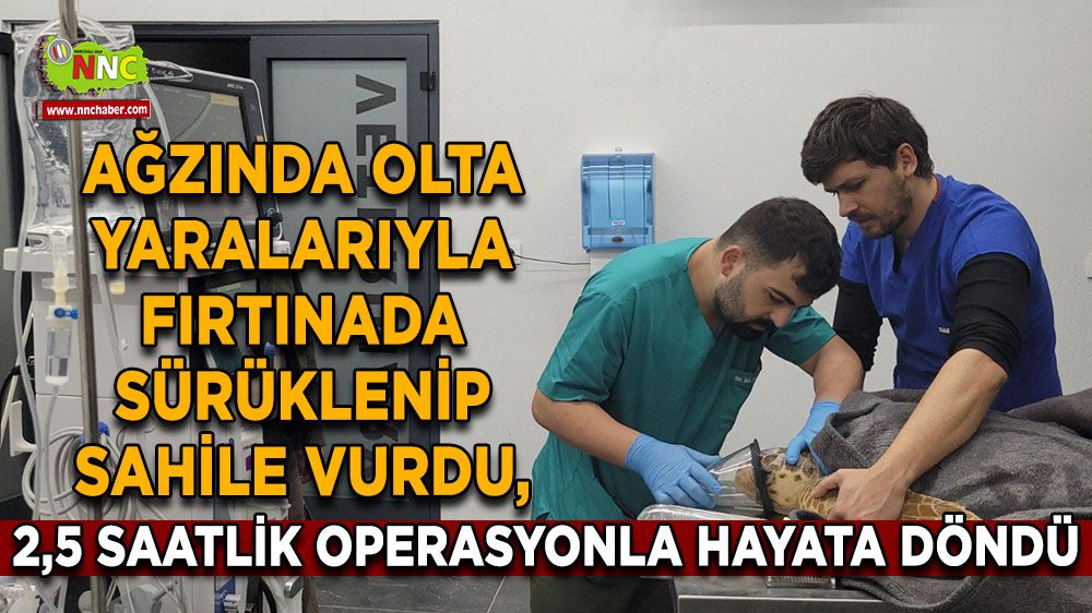 Antalya'da Olta Yarasından Yaralı Caretta Caretta Kurtarıldı!