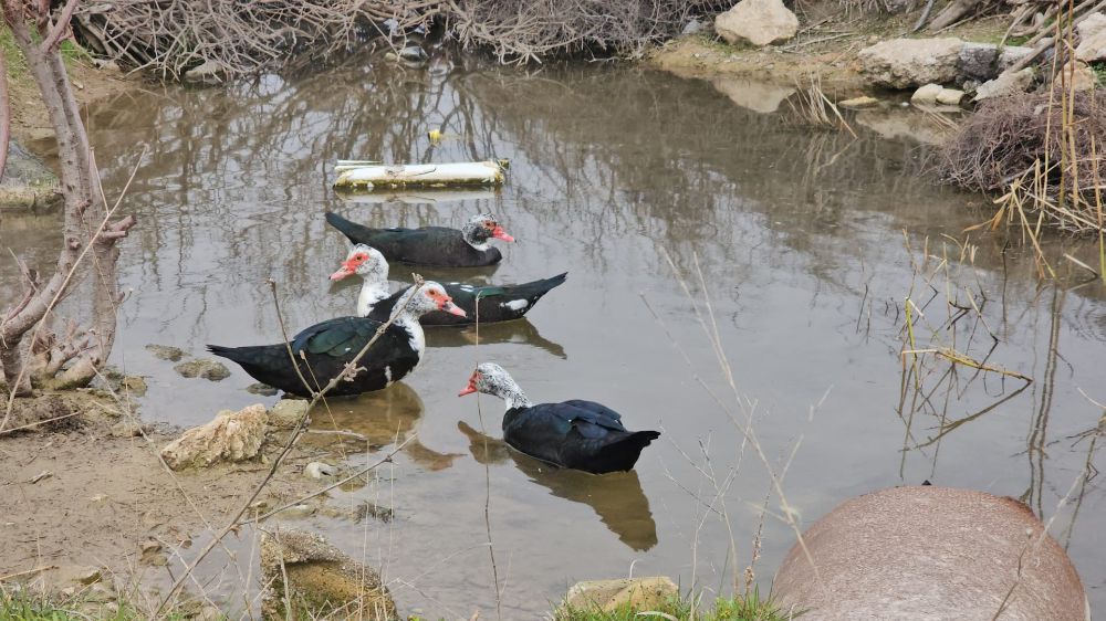 Bandırma'da Ördekler Su Birikintisinde Doğal Yaşam