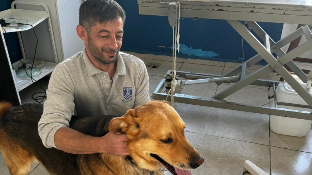 Bodrum'da Zehirlenen Hayvanlara Yardım Eli Uzatıldı