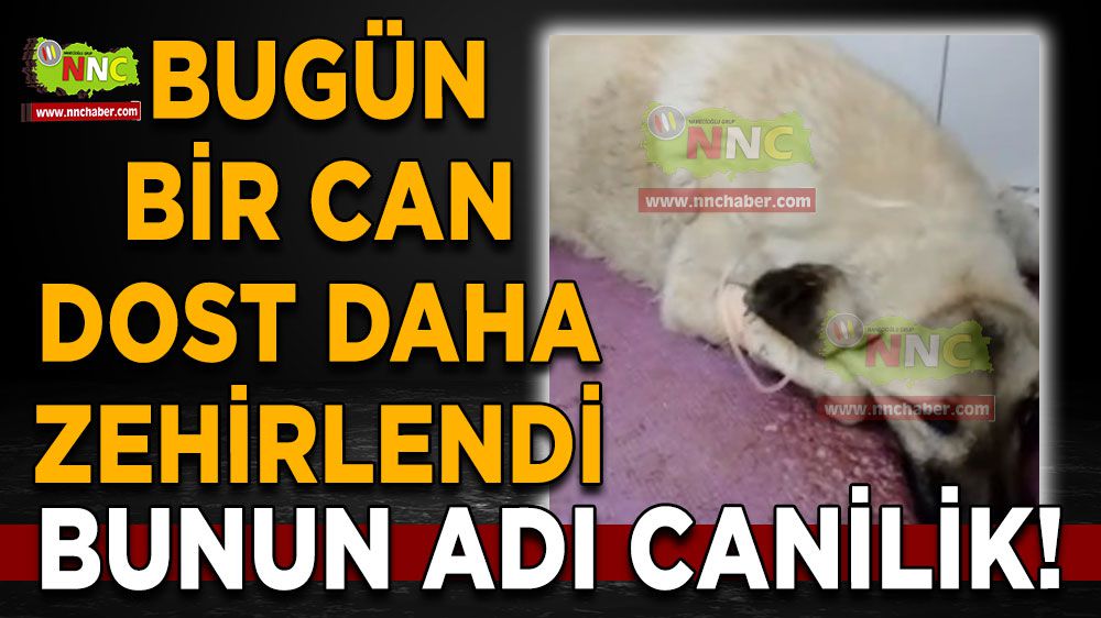Burdur'da Hayvan Zehirlenmelerine Tepki 'Bu Vahşet Durdurulmalı!'