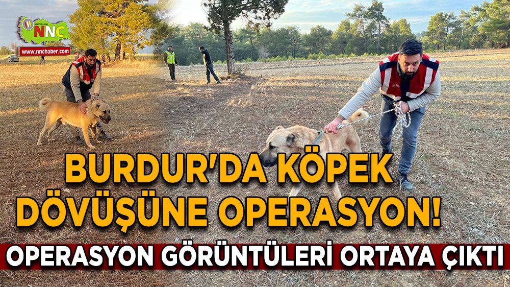 Burdur'da Köpek Dövüşüne Operasyon! Operasyon Görüntüleri Ortaya Çıktı
