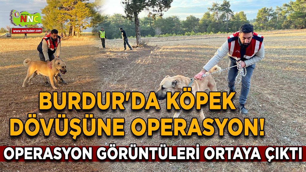 Burdur Haber - Burdur'da Köpek dövüşüne operasyon!
