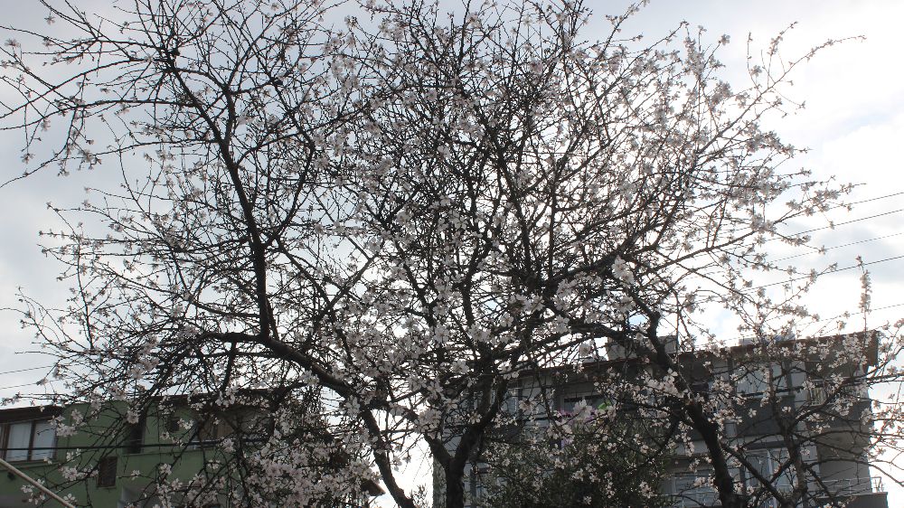 Hatay'da çiçek açan Badem ağaçları şaşırttı