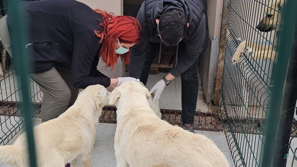 Kastamonu'da Anesteziyle Ölüme Terk Edilen Köpekler Sağlıklarına Kavuştu