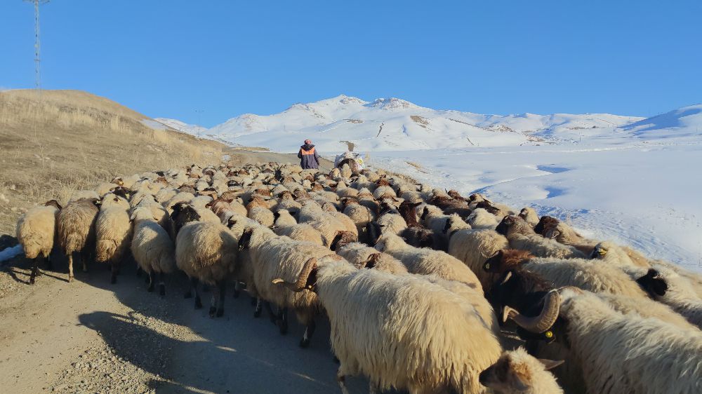 Van'da Kar Altında Zorlu Mücadele: Besiciler Hayvanlarını Besliyor