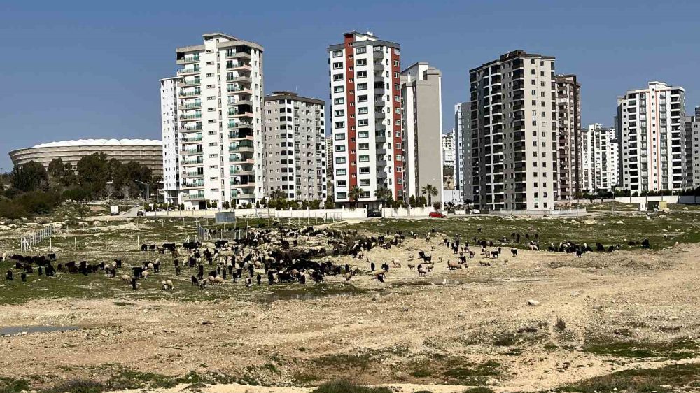 Adana'da Bilinçsiz Planlama: Milyonluk Evler Tarla ve Otlağa Dönüştü