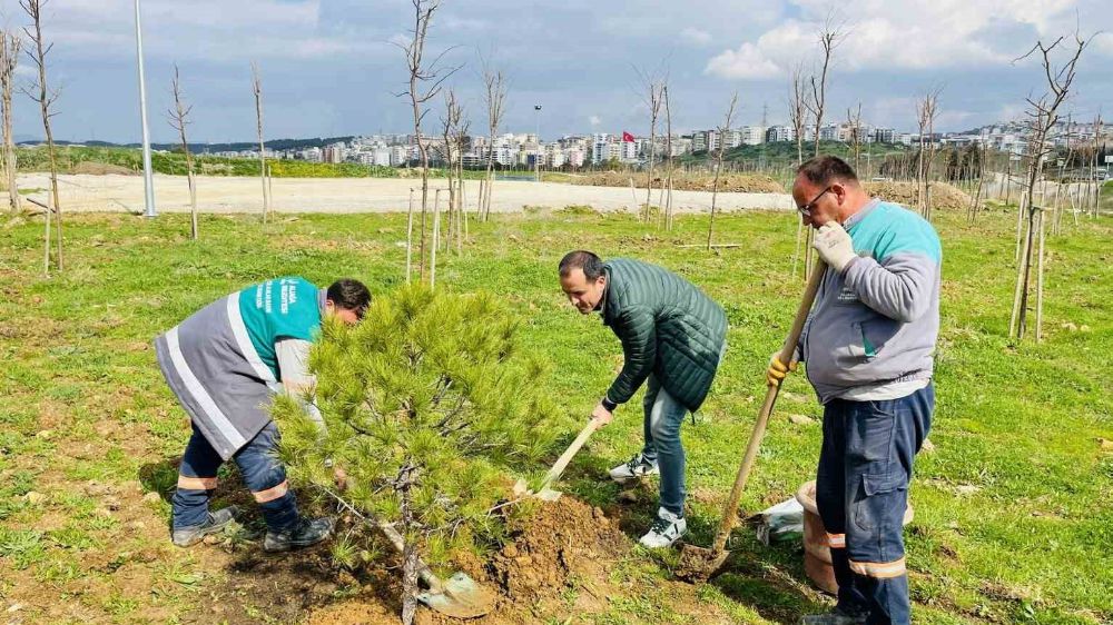 Aliağa'nın Yeşil Mirası: Karşıyaka'dan Gelen Fıstık Çamı Şehir Girişine Dikildi