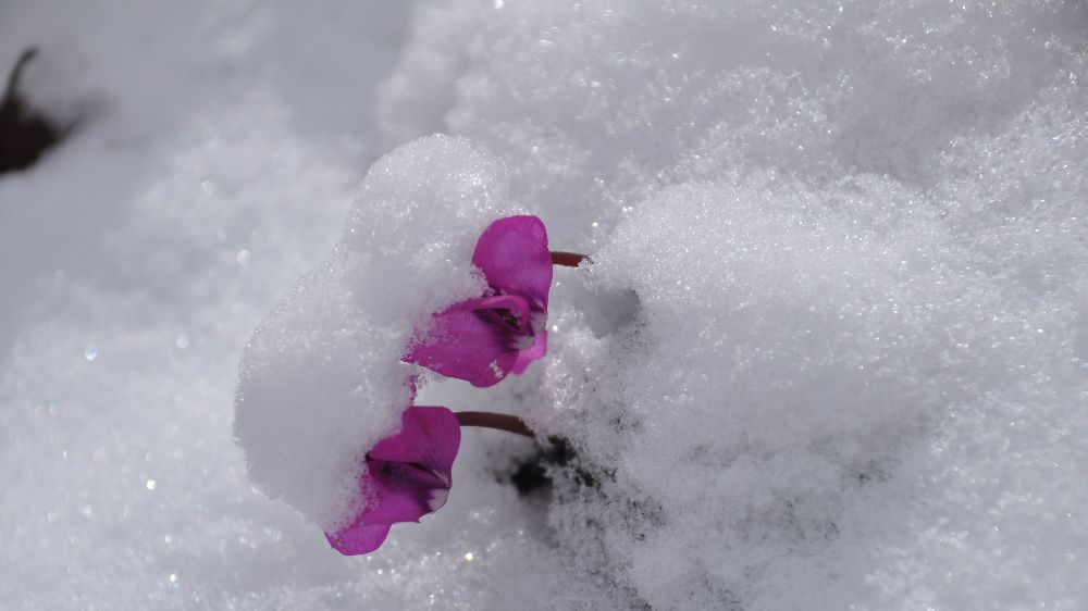 Bolu'nun Yüksek Kesimlerinde Kar Yağışıyla Oluşan Eşsiz Manzara! - Haberler
