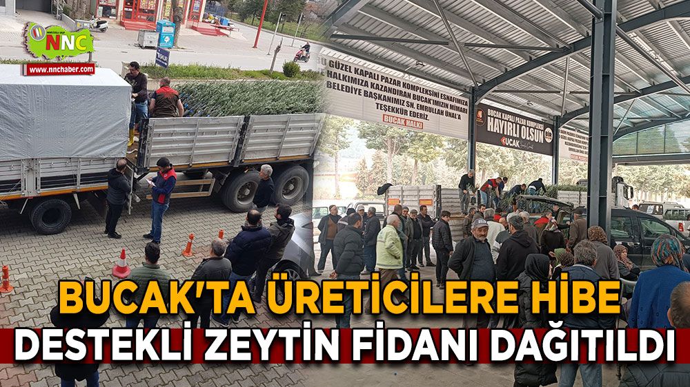 Bucak'ta üreticilere hibe destekli zeytin fidanı dağıtıldı