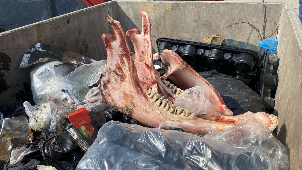 Çöp Konteynırında At Kemikleri Skandalı Düzce'de Endişe Yarattı