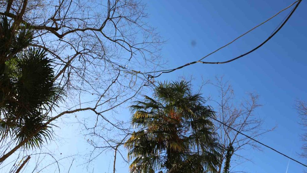Elektrik Kabloları Ağaçta Asılı: Rize'de Vatandaşlar Endişeli