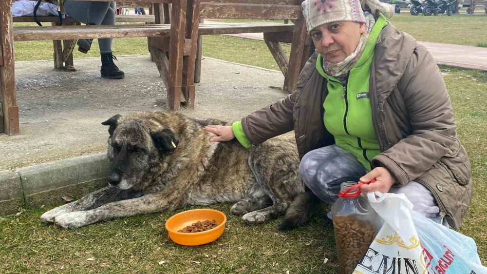 Eskişehir'de Sokak Hayvanlarına Sevgi Eli: Kamile Uzun 22 Yıldır Besliyor