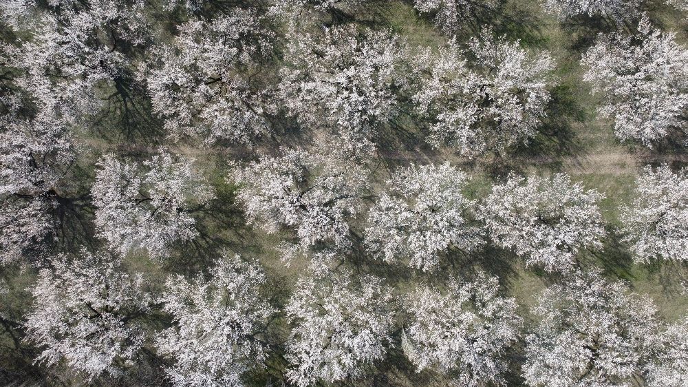 Iğdır'ın Doğal Güzelliği: Kayısı Bahçeleri Fotoğraf Tutkunlarının İlgi Odağı - Haberler