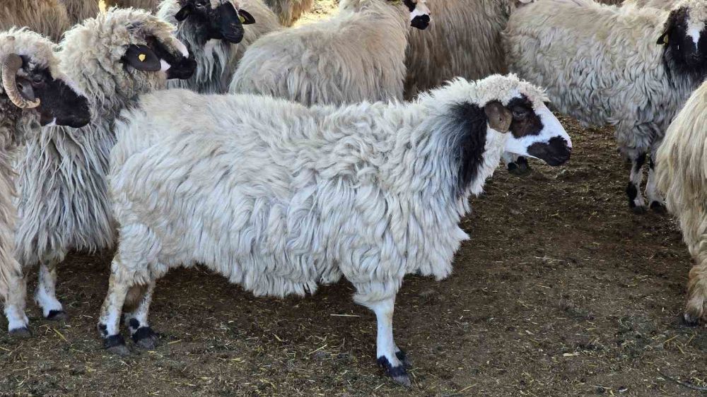  Karayaka koyunu tescillendi