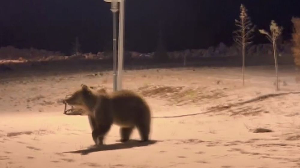 Kars’ta  ayılar yine görüldü