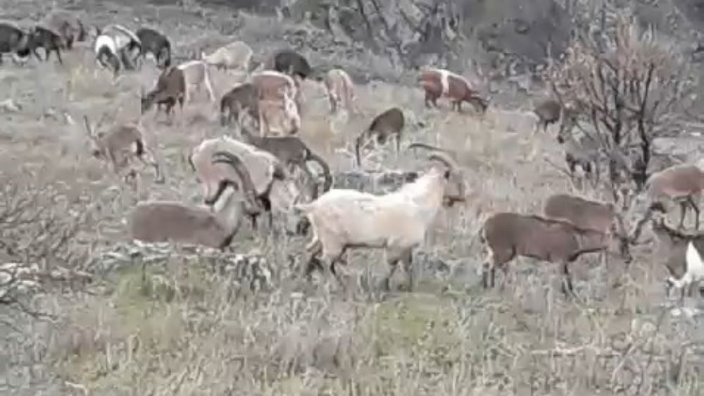 Kayapınar Köyünde Nesli Tükenme Tehlikesi Altındaki Dağ Keçileri Görüldü - Haberler 