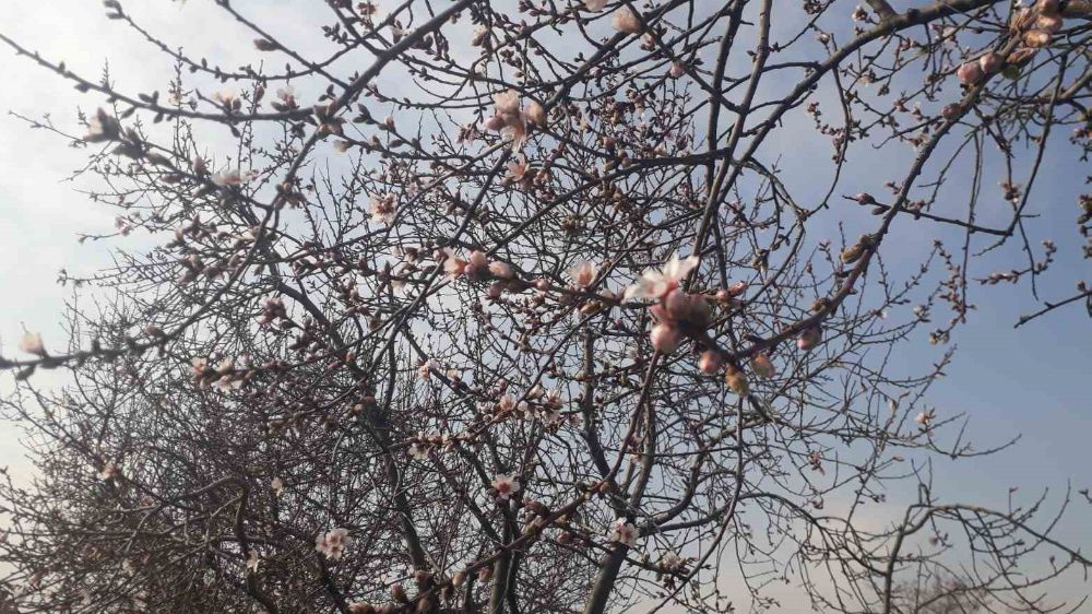 Konya'da Badem Çiçekleri Açtı! Bahar Mevsimi Erken Geliyor!