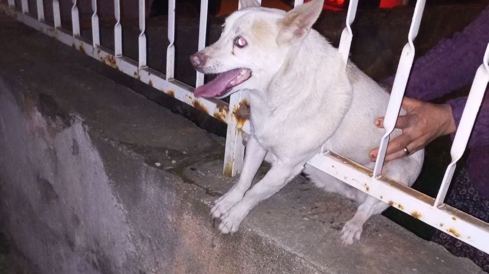 Korkuluk demirine sıkışan köpek, ekipler tarafından kurtarıldı