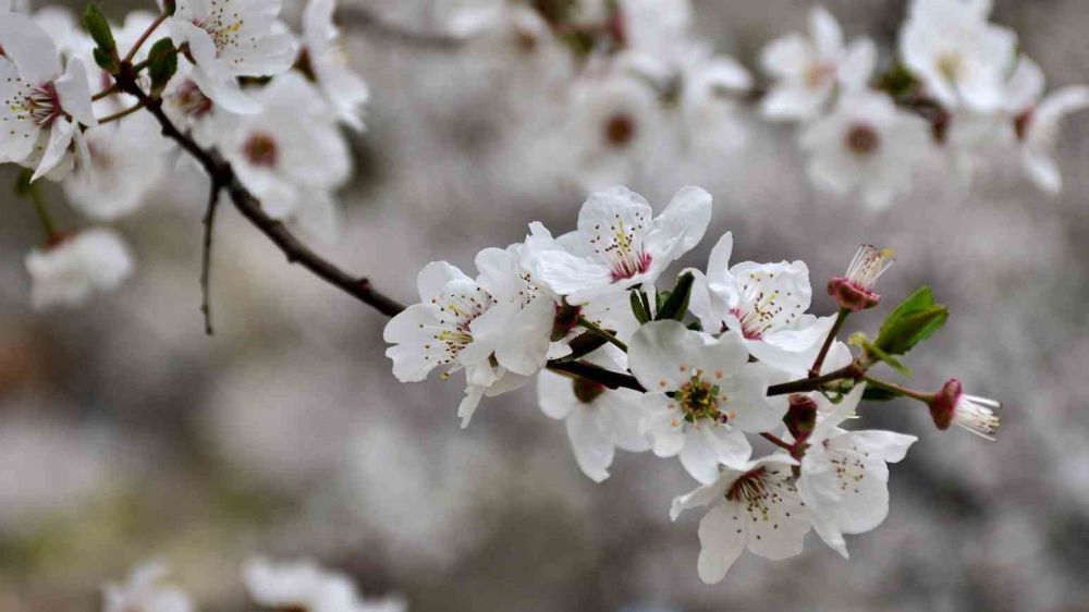 Mut'ta Baharın Renkleri: Güneşli Havalarla Birlikte Kayısı Ağaçları Çiçek Açtı"