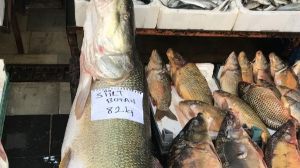 "Siirt Botan Çayı'ndan Batman'a: Dev Turna Balığı Balıkçıları Şaşırttı - Haberler