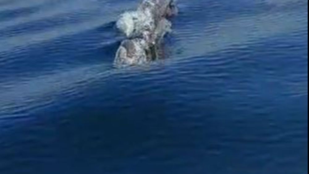 Silivri Sahillerinde Yunuslarla Unutulmaz Anlar: Tekneyle Yarıştılar! - Haberler 