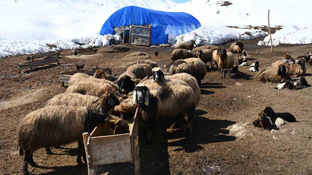 Şırnak'ta Sevinç Dolu Haber: Koyunlar İkiz Doğurdu, Besicilerin Yüzü Güldü