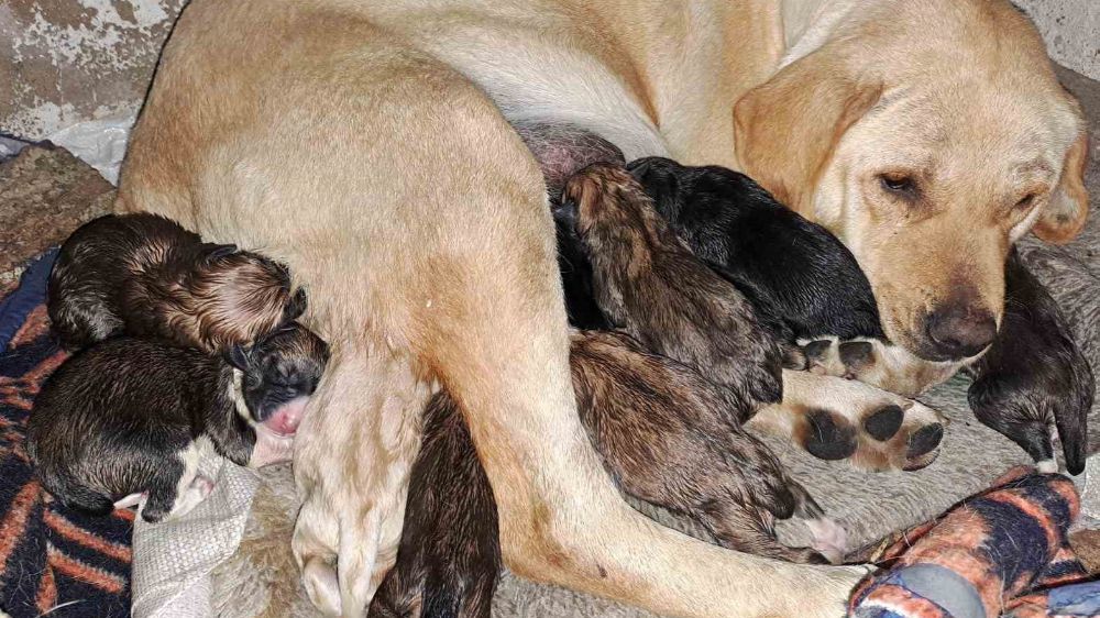 Umurlu Mahallesi'nde Sokak Köpeği Şaşırtıcı Doğum Yaptı