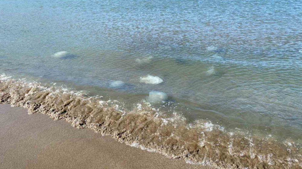 Yüzlerce Ölü Denizanasi Kıyıya Vurdu: Samandağ Sahili Tehlike Altında!