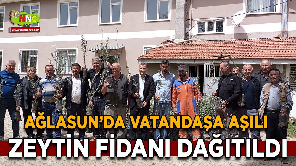 Ağlasun'da Vatandaşlara Uygun Fiyatlı Aşılı Zeytin Fidanı Dağıtıldı!