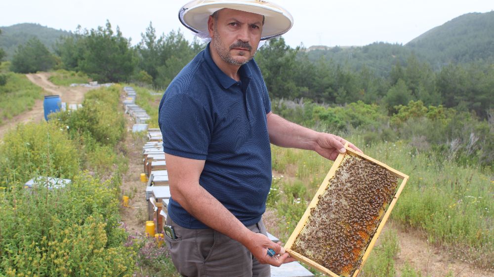 Alanya'da arı kovanı bakım dönemi başladı