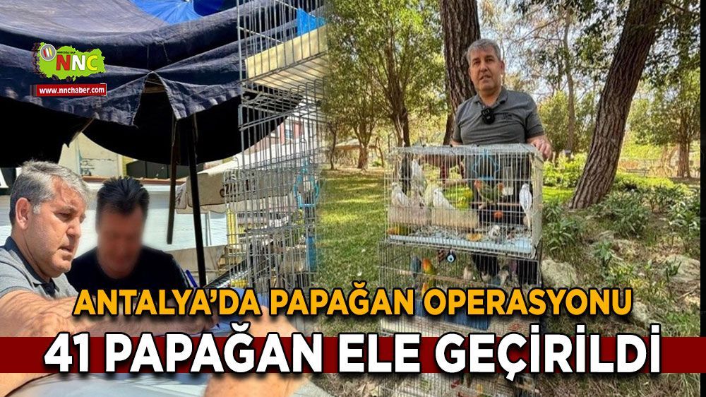 Antalya'da  41 papağana el konuldu