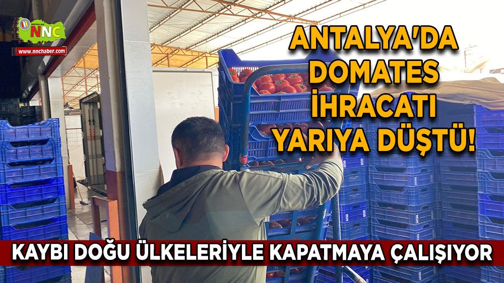 Antalya'da domates ihracatı yarıya düştü!