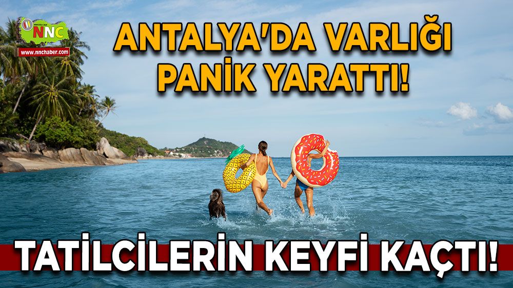 Antalya'da varlığı panik yarattı! Tatilcilerin keyfi kaçtı!