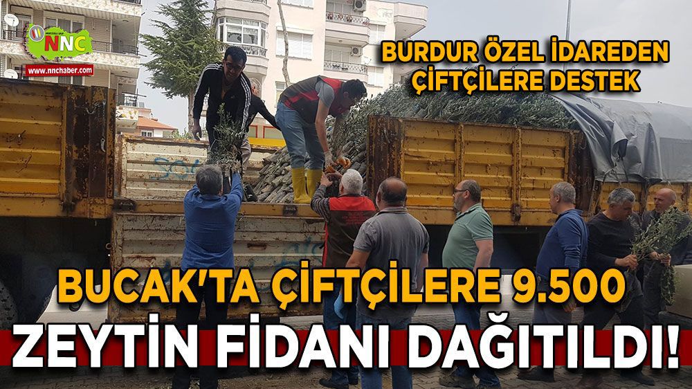 Bucak'ta Çiftçilere 9.500 Zeytin Fidanı Dağıtıldı!