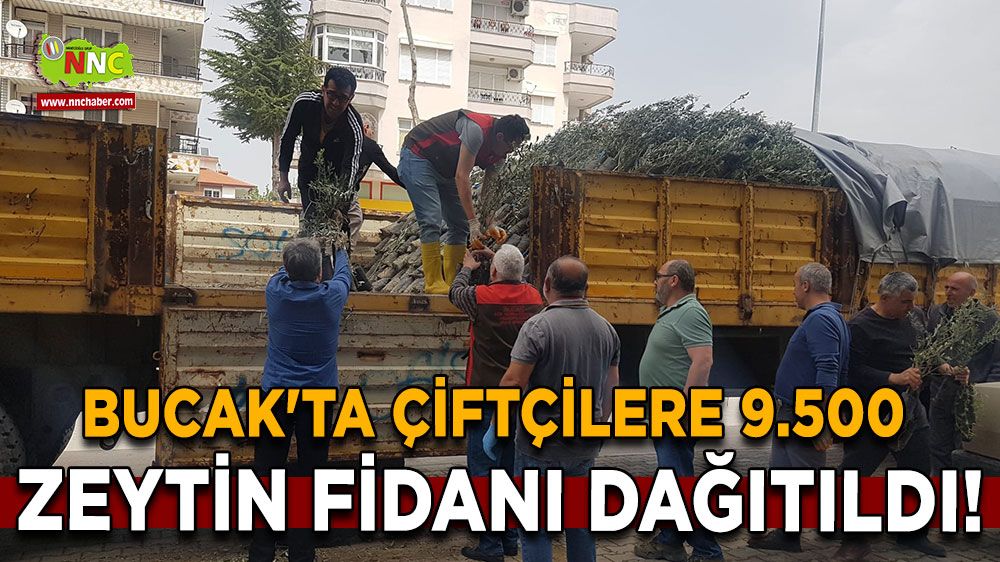 Bucak'ta Çiftçilere 9.500 Zeytin Fidanı Dağıtıldı!