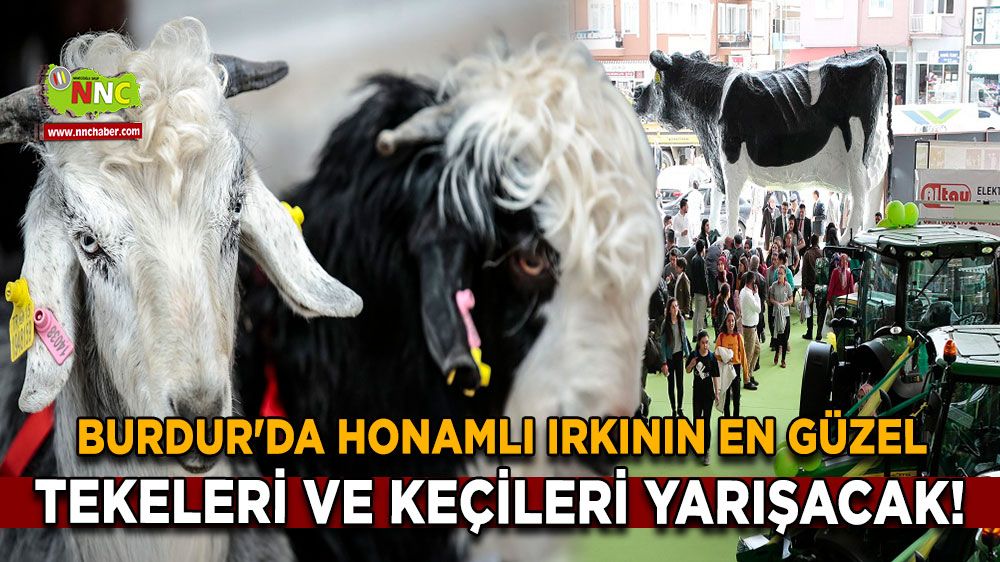 Burdur'da Honamlı Irkının En Güzel Tekeleri ve Keçileri Yarışacak!