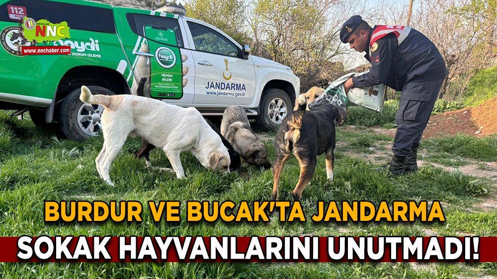 Burdur ve Bucak'ta jandarma sokak hayvanlarını unutmadı!