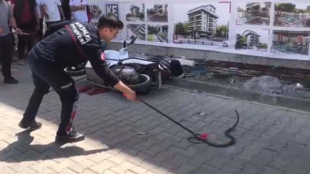 Cadde üzerinde görülen yılan, itfaiye ekipleri tarafından muhafaza altına alındı