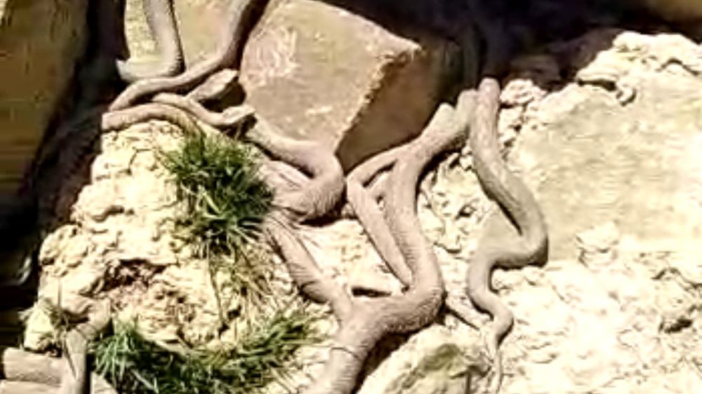 Engerek yılanları sürü halinde görüntülendi