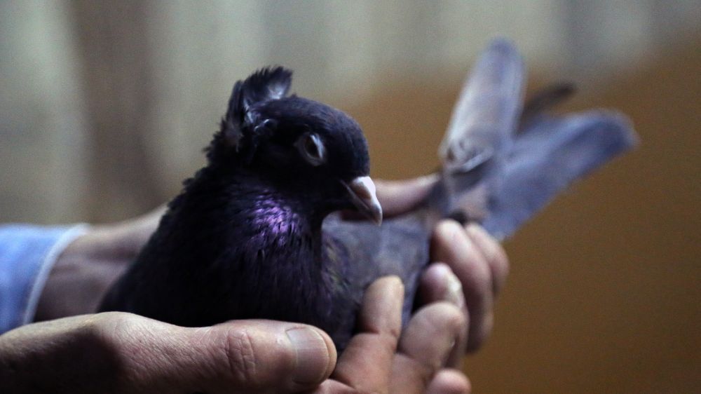 Erzincan’da  bir değişi alışkanlık; güvercinin ömür uzattığına inanıyorlar 
