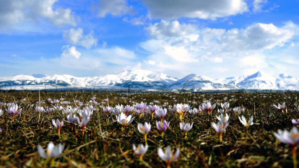 Erzurum'da Kar Çiçekleri Baharı Haber Veriyor: Renkli Bir Görüntü Şöleni - Haberler
