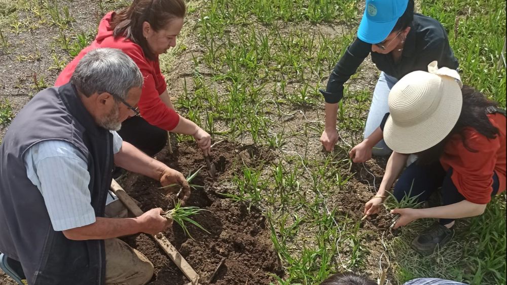 Giresun'da Tarımsal Çeşitlilik: Salep Üretimine İlgi Artıyor