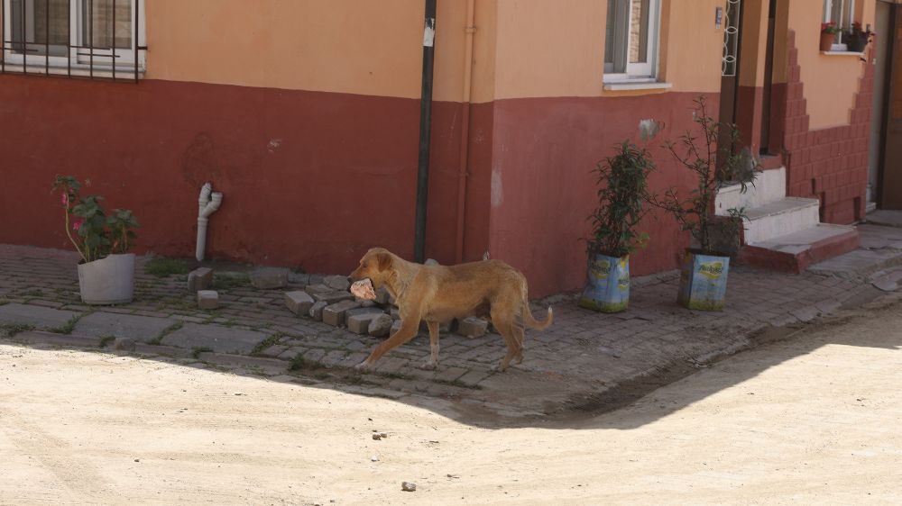 İncirliova'da Yeni Doğum Yapan Köpeğin Hırsızlık Macerası
