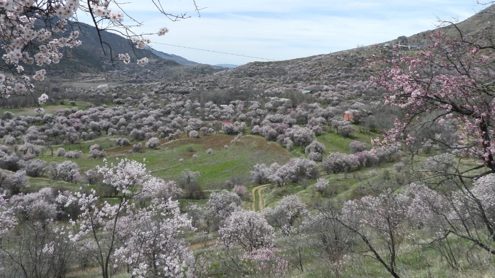 İspir'de Baharın Gelişi: Badem Çiçekleriyle Renk Cümbüşü - Haberler